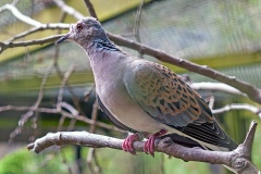 European Turtle Dove [Streptopelia turtur turtur]