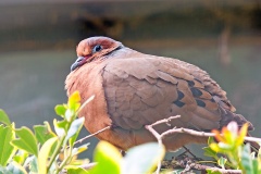 Socorro Dove [Zenaida graysoni]