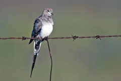 Namaqua Dove [Oena capensis capensis]