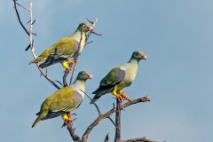 African Green Pigeon [Treron calvus delalandii]