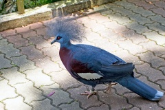 Victoria Crowned Pigeon [Goura victoria]