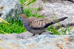 Zebra Dove [Geopelia striata]