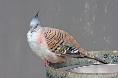 Crested Pigeon [Ocyphaps lophotes]