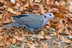 Red-eyed Dove [Streptopelia semitorquata]
