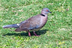 Mourning Collared Dove [Streptopelia decipiens ambigua]