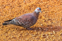 Speckled Pigeon [Columba guinea phaeonota]