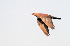 Speckled Pigeon [Columba guinea phaeonota]
