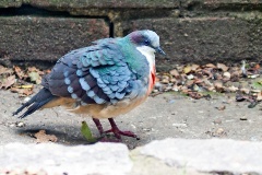 Luzon Bleeding-heart [Gallicolumba luzonica] 