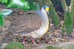 Sulawesi Ground Dove [Gallicolumba tristigmata] 