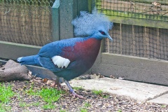 Scheepmaker's Crowned Pigeon [Goura scheepmakeri]