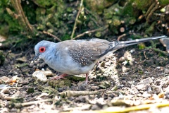 Diamond Dove [Geopelia cuneata]