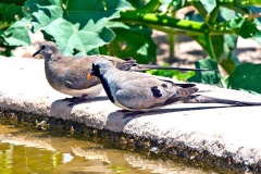 Namaqua Dove [Oena capensis capensis]