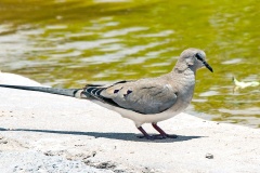 Namaqua Dove [Oena capensis capensis]