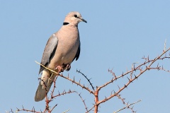 Ring-necked Dove [Streptopelia capicola damarensis]