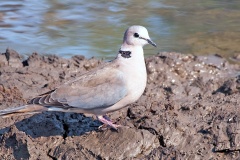 Ring-necked Dove [Streptopelia capicola tropica]