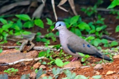 Blue-spotted Wood Dove [Turtur afer]