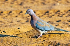 Laughing Dove [Spilopelia senegalensis senegalensis]
