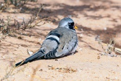 Namaqua Dove [Oena capensis capensis]