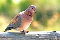 Laughing Dove [Spilopelia senegalensis senegalensis]