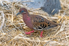 Galapagos Dove [Zenaida galapagoensis galapagoensis]
