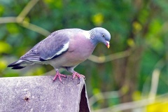Common Wood Pigeon [Columba palumbus palumbus]