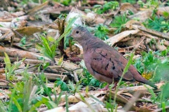 Ruddy Ground Dove [Columbina talpacoti talpacoti]
