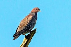 Picazuro Pigeon [Patagioenas picazuro picazuro]