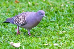 Spot-winged Pigeon [Patagioenas maculosa maculosa]