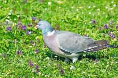 Common Wood Pigeon [Columba palumbus palumbus]