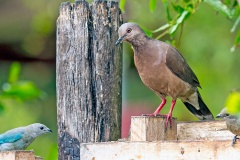 White-tipped Dove [Leptotila verreauxi chlorauchenia]