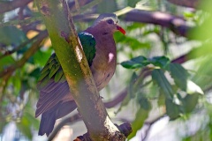 Common Emerald Dove [Chalcophaps indica]