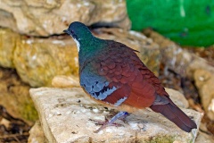Mindanao Bleeding-heart [Gallicolumba crinigera] 