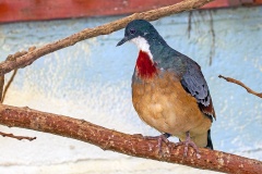 Mindanao Bleeding-heart [Gallicolumba crinigera] 