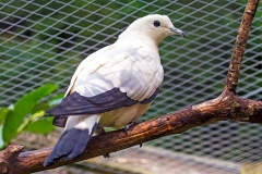 Pied Imperial Pigeon [Ducula bicolor]