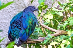 Nicobar Pigeon [Caloenas nicobarica]