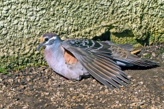 Common Bronzewing [Phaps chalcoptera]