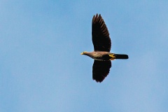 African Olive Pigeon [Columba arquatrix]