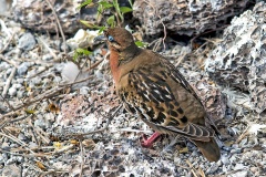 Galapagos Dove [Zenaida galapagoensis galapagoensis]