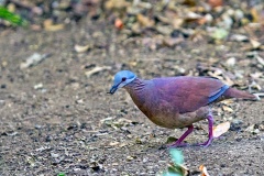 Chiriqui Quail-Dove [Zentrygon chiriquensis]
