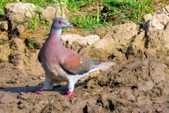 Pale-vented Pigeon [Patagioenas cayennensis pallidicrissa]