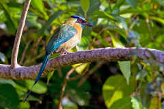 CORACIIFORMES