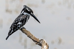 Pied Kingfisher [Ceryle rudis rudis]