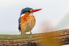 Malachite Kingfisher [Corythornis cristatus cristatus]