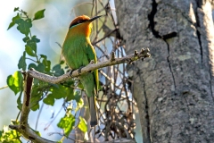 Böhm's Bee-eater [Merops boehmi]