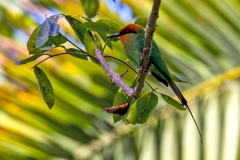 Böhm's Bee-eater [Merops boehmi]