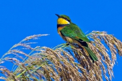 Blue-breasted Bee-eater [Merops variegatus bangweoloensis]