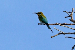 Blue-tailed Bee-eater [Merops philippinus]