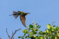 Blue-tailed Bee-eater [Merops philippinus]