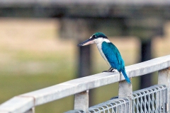 Collared Kingfisher [Todiramphus chloris humii]