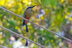 Turquoise-browed Motmot [Eumomota superciliosa australis]